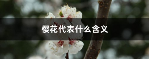 樱花代表什么含义