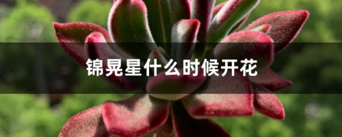 锦晃星什么时候开花