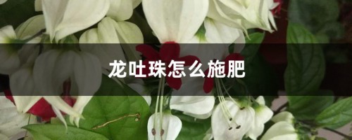 龙吐珠怎么施肥