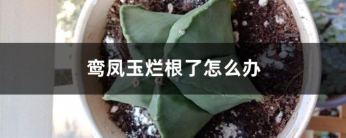 鸾凤玉烂根了怎么办